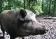 Trei mistreți infestați cu pestă porcină în Bistrița-Năsăud, în hârtii doar două cazuri! Ce explicații dă directorul DSVSA, Ioan Bogolin