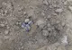 Intervenție pirotehnică la Lunca Ilvei, unde au fost găsite patru grenade (FOTO)