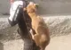 Un bărbat și fiul său de 10 ani, mușcați de un câine. Proprietarul acestuia s-a ales cu dosar penal