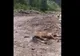 UPDATE 2: ÎNFIORĂTOR! A mai apărut un video cu o situație similară!/Cal schilodit, pus momeală pentru urși, într-o localitate din Bistrița-Năsăud. Autoritățile au demarat verificări