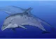 Descoperire de senzație făcută de doi arheologi din Bistrița-Năsăud! Au scos la lumină fosilele unor vertebrate care au trăit cu milioane de ani în urmă, printre care și un humerus de delfin