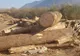 Controale în Bistrița-Năsăud pentru combaterea tăierilor ilegale de arbori