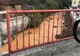 Poluare pe Someșul Mare din cauza unei stații de epurare a minei de la Rodna! Ce spun autoritățile