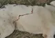 Bărbat din Bistrița-Năsăud, trimis în judecată fiindcă a împușcat un câine