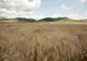 Producțiile agricole din Bistrița-Năsăud, afectate de condițiile meteorologice