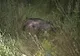 Caz de pestă porcină africană în zona comunei Romuli! Ce măsuri au luat autoritățile