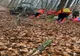 FOTO | Tragedie într-o pădure din Bistriţa-Năsăud! Un bărbat a murit după ce a fost lovit de un copac