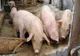 În prag de sărbători, DSVSA BN intensifică verificările pentru prevenirea toxiinfecțiilor alimentare și răspândirea PPA! Recomandările specialiștilor 