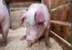 Cazuri de pestă porcină africană la porci domestici în localitatea Nușeni