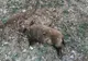 Pestă porcină africană într-un fond de vânătoare! Ce măsuri au luat autoritățile și câte localități sunt vizate