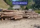 Controale pe linie silvică, în Bistrița-Năsăud! Peste 30 mc de lemn, confiscat, și amenzi de 12.000 lei