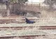 Câine agresiv din Bistrița, tranchilizat și dus la adăpostul de animale! A atacat mai multe persoane