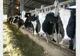Trei bărbați din Bistrița-Năsăud, cercetați de polițiști! Au furat de la o fermă 11 vaci și le-au dus în Suceava pentru sacrificare