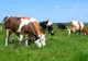 APIA efectuează plata ajutorului de stat în sectorul creșterii animalelor