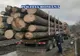 Controale pentru combaterea delictelor silvice, în trafic și la depozite de masă lemnoasă