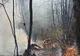 Incendiu de pădure pe raza comunei Șanț! Intervin zeci de pompieri