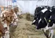 Lactate cu prețuri de coșmar. Românii se uită și merg mai departe. Fermierii își duc animalele la abator