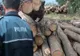 Transportatorii și exploatatorii de lemn, verificați de polițiști! Controalele s-au lăsat cu amenzi, marfă confiscată și un dosar penal