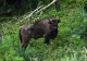 Ipoteza-șocantă în cazul zimbrului descoperit decapitat, la Bistrița