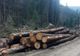 Firmă de exploatarea lemnului din Bistrița-Năsăud, amendată cu câteva mii de lei! Polițiștii au confiscat și câțva zeci de metri cubi de material